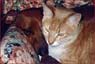 Ernie and Grovie cuddles