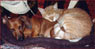 Ernie and Grovie