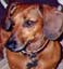 Ernie; 1997; 4 yrs old