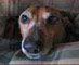 Ernie the Dachshund; Srping 2003