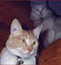 Grover and Oscar