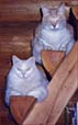 Oscar and Grover on their favorite perch